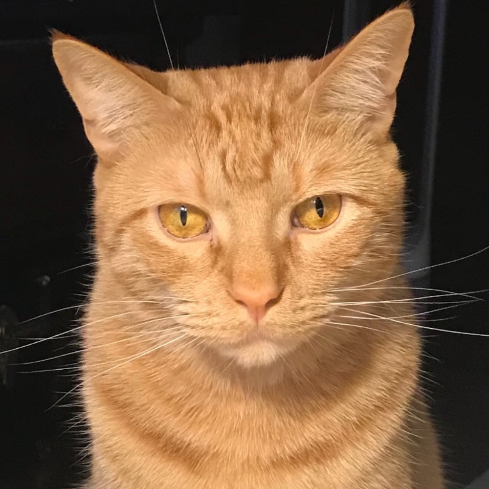 Meet your Posher, L'abri